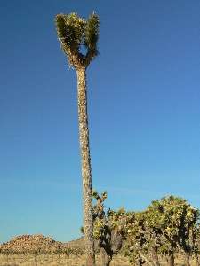 wjt2011-day10-1 tall yucca.jpg (157852 bytes)